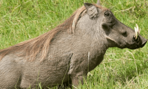 长相酷似犀牛的疣猪，最大能养多少斤？