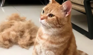 橘猫为什么掉毛那么厉害？一起来看看吧