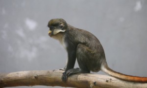 一篇关于大白鼻长尾猴的介绍，快来看看吧！