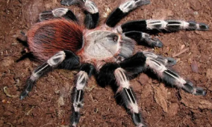 爬宠大机密——如何饲养巴西白间红尾这个“坏脾气”蜘蛛