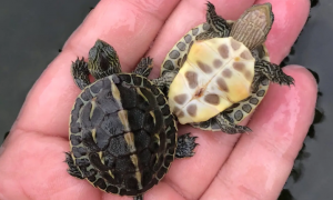 容易饲养的珍珠龟是深水龟还是浅水龟？