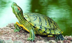 怎么知道巴西龟怀孕了？主人来了解下吧