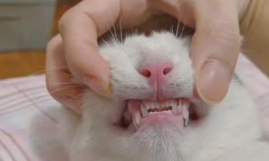 三个月的猫牙齿长什么样？是这样
