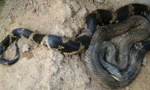国内常见的赤峰锦蛇，究竟喜欢吃什么？