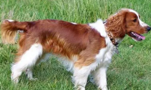 威尔士跳猎犬食物中毒的原因？怎么办？