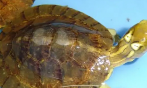 四眼斑水龟怎样分公母？方法很简单