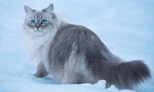 西伯利亚猫得博代氏菌病怎么治疗？你了解过这些吗？