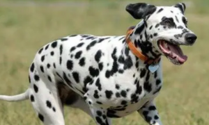 斑点狗属于什么型犬？一篇文章带你认识斑点狗