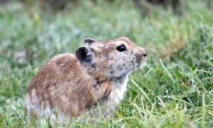 藏鼠兔是保护动物吗？在哪些地方有分布？