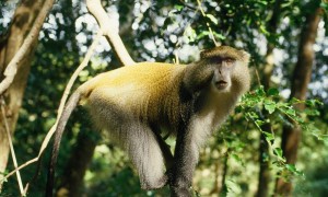 你认识白唇青长尾猴吗？快来看看它的形态特征！