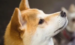 为什么要给狗狗长期喝羊奶粉？原来有这么多科学依据