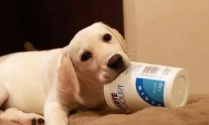 宠物狗喝酸奶有哪些好处？其实一共有五种，你都了解过吗？