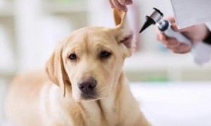 实用小技巧：狗狗耳螨用乙醇或是碘伏消毒液