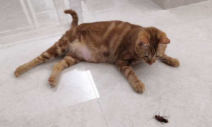 猫咪吃了蟑螂怎么办？及时处理没问题