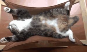 今日科普：为什么猫咪不喜欢睡在猫窝