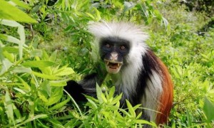 关于普氏红疣猴，你知道多少？