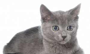 烟灰色田园猫常见吗？你见过吗？