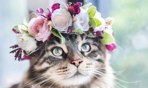 这5种猫堪称“人间富贵花”，寿命长还好养
