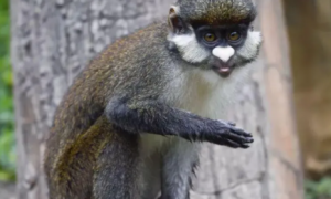 关于银长尾猴的介绍，快来了解一下吧！