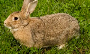 比利时兔多大可以繁殖？这篇文章给你答案！