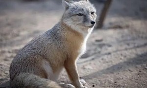 “奇葩”的沙狐，颜高腿长，但跑得很慢！