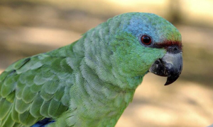 智商高、会说话的蓝顶亚马逊鹦鹉，饲养并不难！