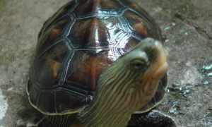 中华花龟可以深水养吗？千万别把它呛死了！