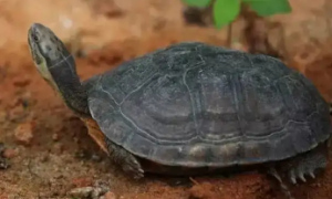 淡水碳龟雌雄怎么辨别？方法如下！
