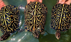 佛罗里达箱龟是保护动物吗？是的