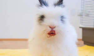 来自日本的日系安格拉兔，有人知道吗？