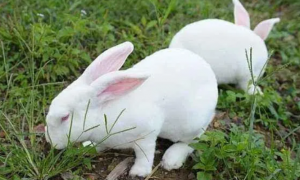 每日一个小科普：中国白兔寿命多长？