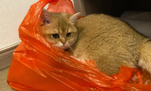 小猫为什么老是爱舔塑料袋？原因出乎意料