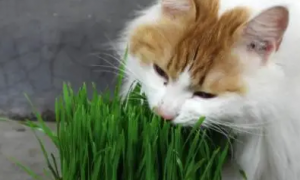 猫草用什么种的比较好