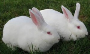 大耳白兔的价格是多少，值钱吗？