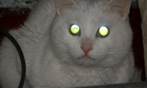 猫的眼睛为什么会发光？原因很简单