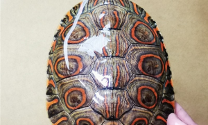 大型淡水龟“甜甜圈龟”，快来认识它