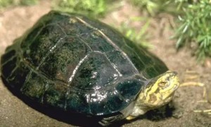 “国际濒危物种”黄头庙龟，认识一下