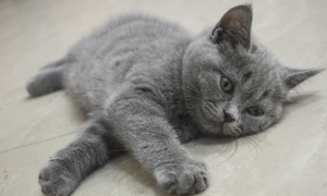 俄罗斯蓝猫得皮肤病怎么办 猫咪皮肤病治疗方法