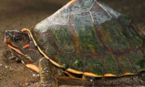 印度棱背龟怎样过冬？知识百科来了！