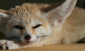 一些关于耳廓狐的小常识，你都清楚吗？