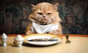 猫吃肉和猫粮哪个长得更快？看看你喂对了吗