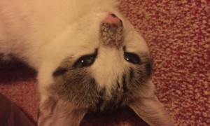 猫的鼻子由粉变黑怎么回事？来了解一下