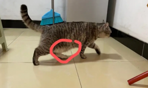 猫咪肚子下垂像水袋是怎么了？新手铲屎官可以看看~