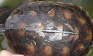 缺颌花龟饲养方法，提前了解一下！