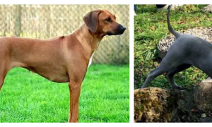 你还搞不清罗得西亚脊背犬与泰国脊背犬的区别吗？看这里！
