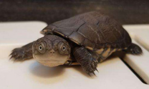 西非侧颈盒龟寿命？能活多久？