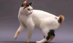 日本短尾猫身上有小疙瘩，是什么原因导致的？