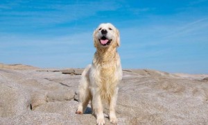 黄金猎犬是什么神奇的品种？原来是你最熟悉的它！
