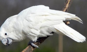白凤头鹦鹉属于保护动物么？说了你别不信