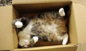 养猫不需要买猫窝，因为猫咪最爱睡觉的地方不是猫窝